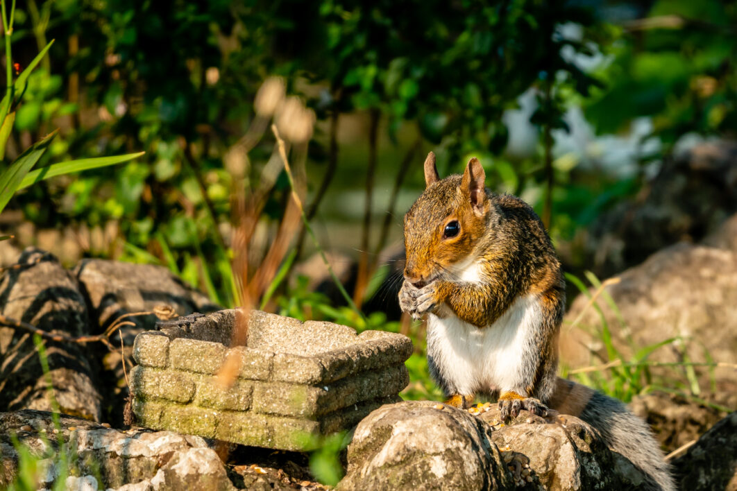 Squirrel Eating Nut