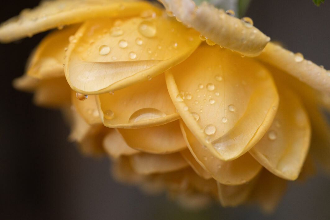 Dew Drops Flower