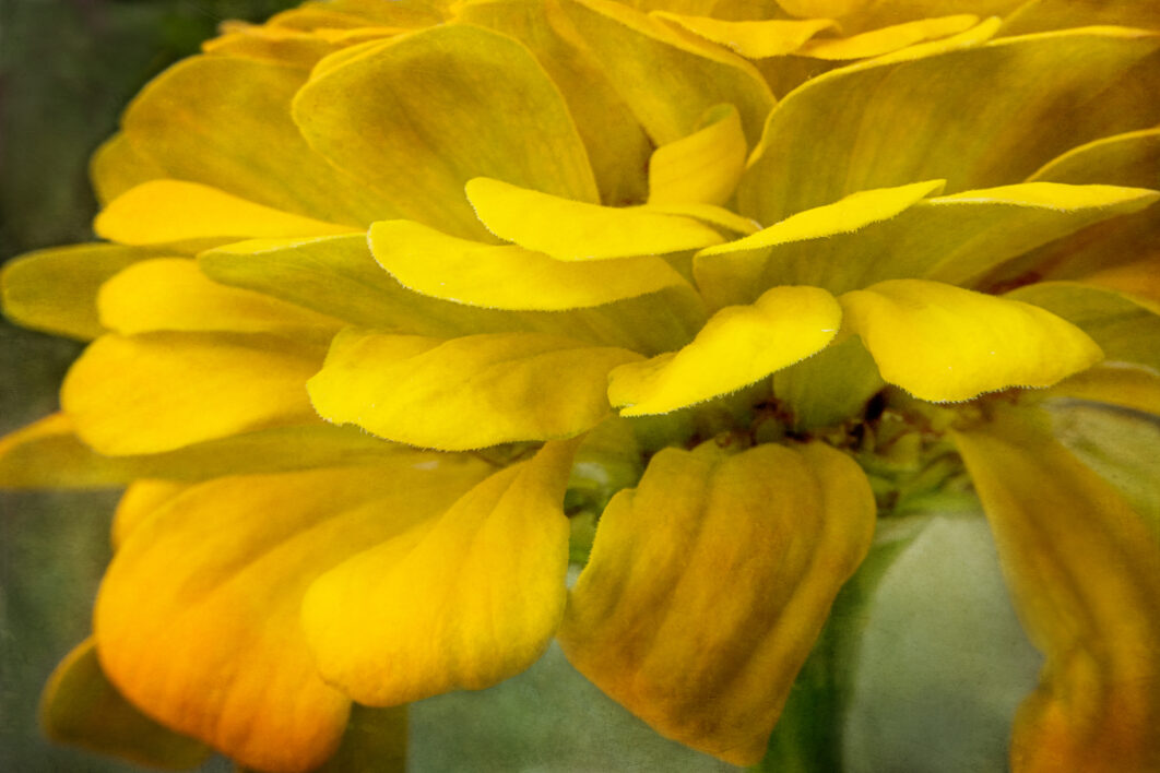 Yellow Flower Texture
