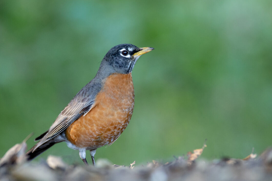 Robin Bird Nature