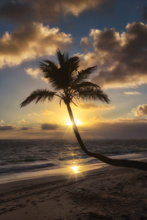 Palm Tree Sunset Royalty Free Photo