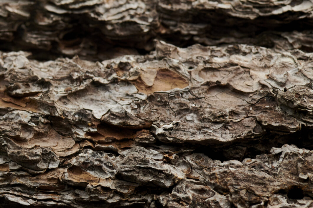 Bark Texture Background
