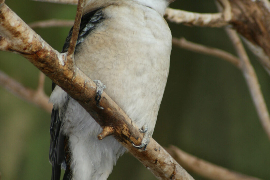 Woodpecker Bird Nature
