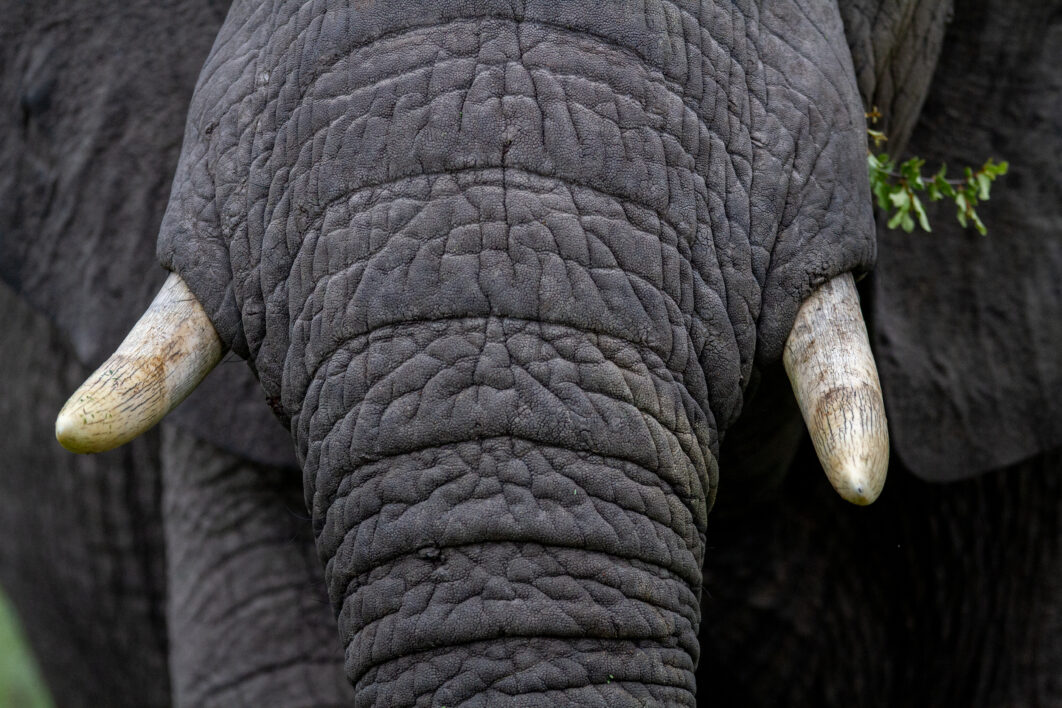 Closeup Elephant Animal