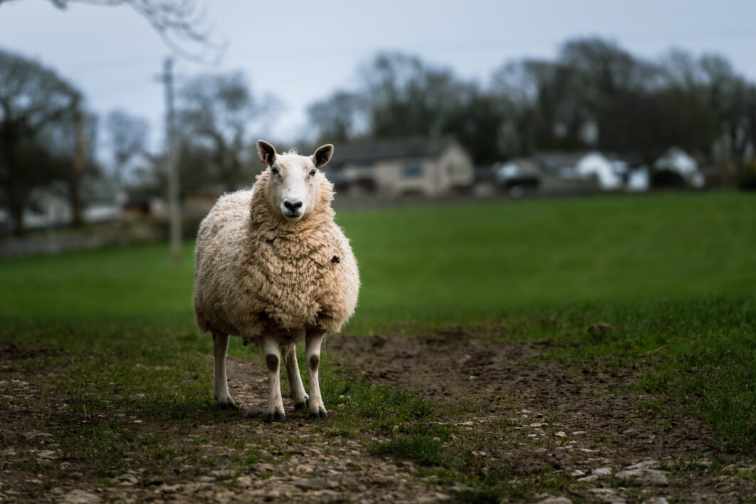 Farm Sheep Animal