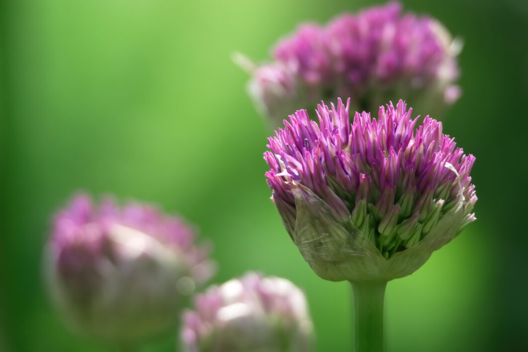 Allium Purple Macro