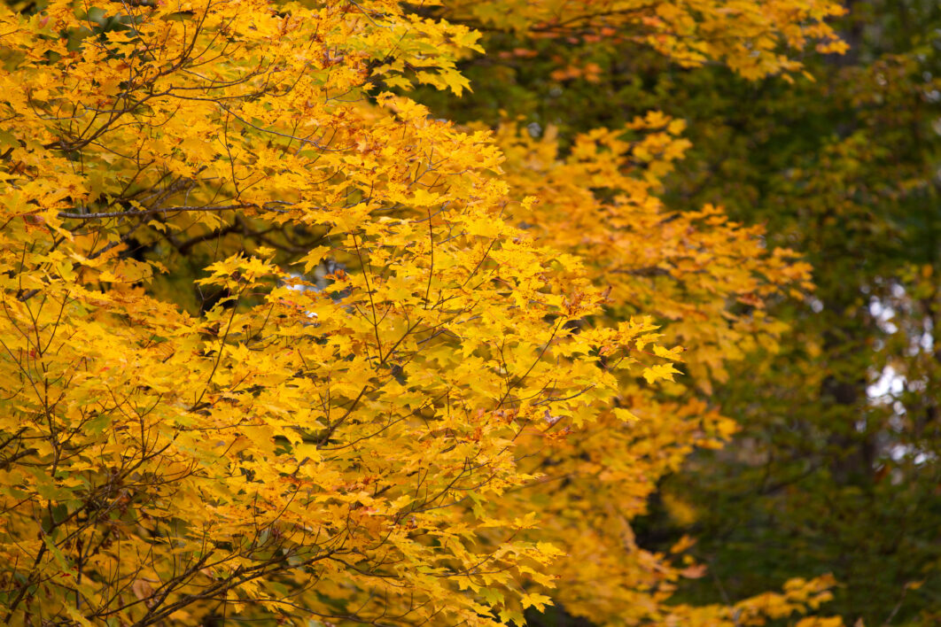 Maple Tree Fall Foliage