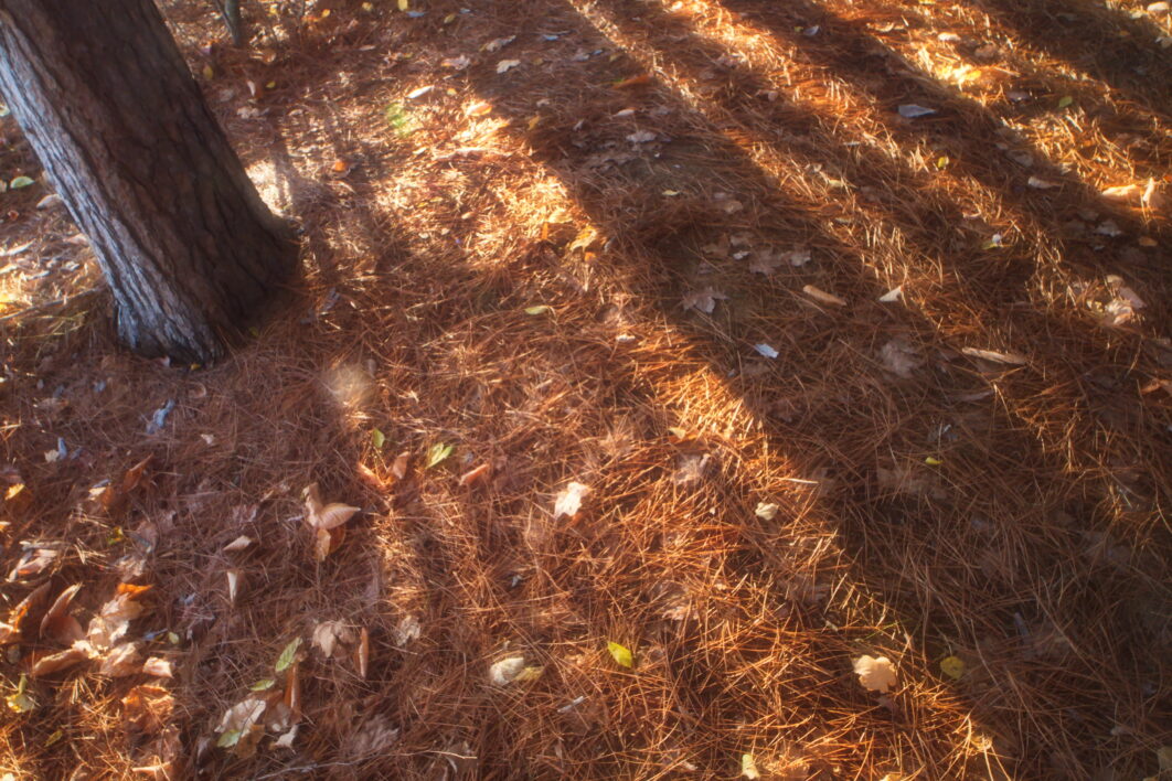 Tree Shadows