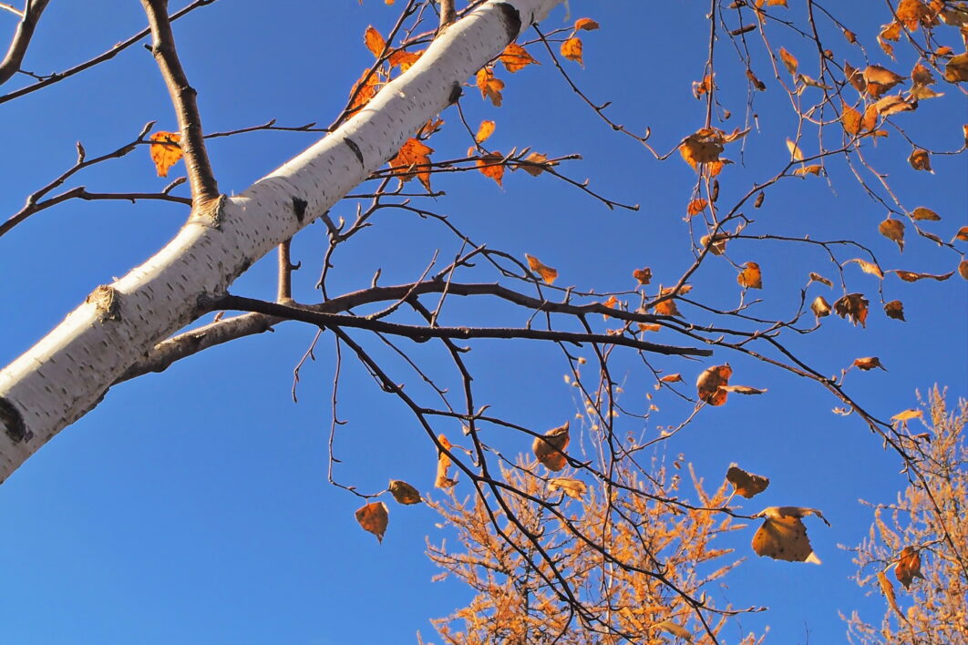 Autumn Birch Tree