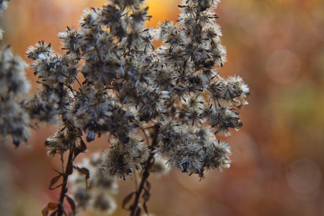 Dried Plant in Autumn