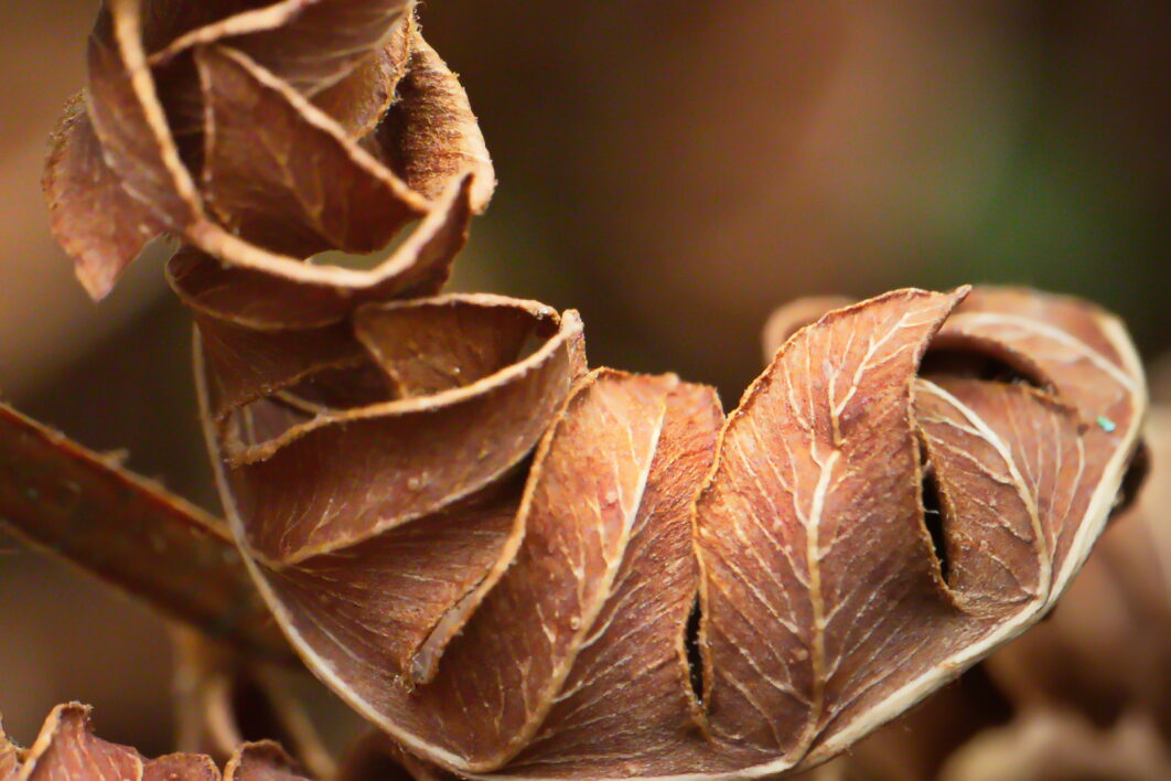 Dead Fern Leaves