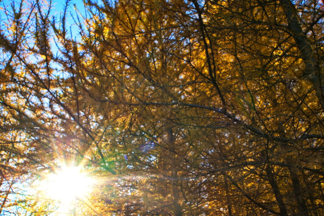 Sunburst Through The Trees