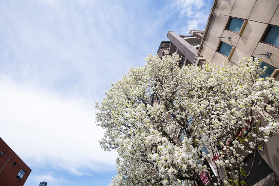 Urban Spring Blossom